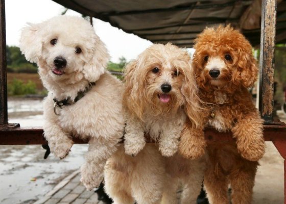 mua chó poodle online