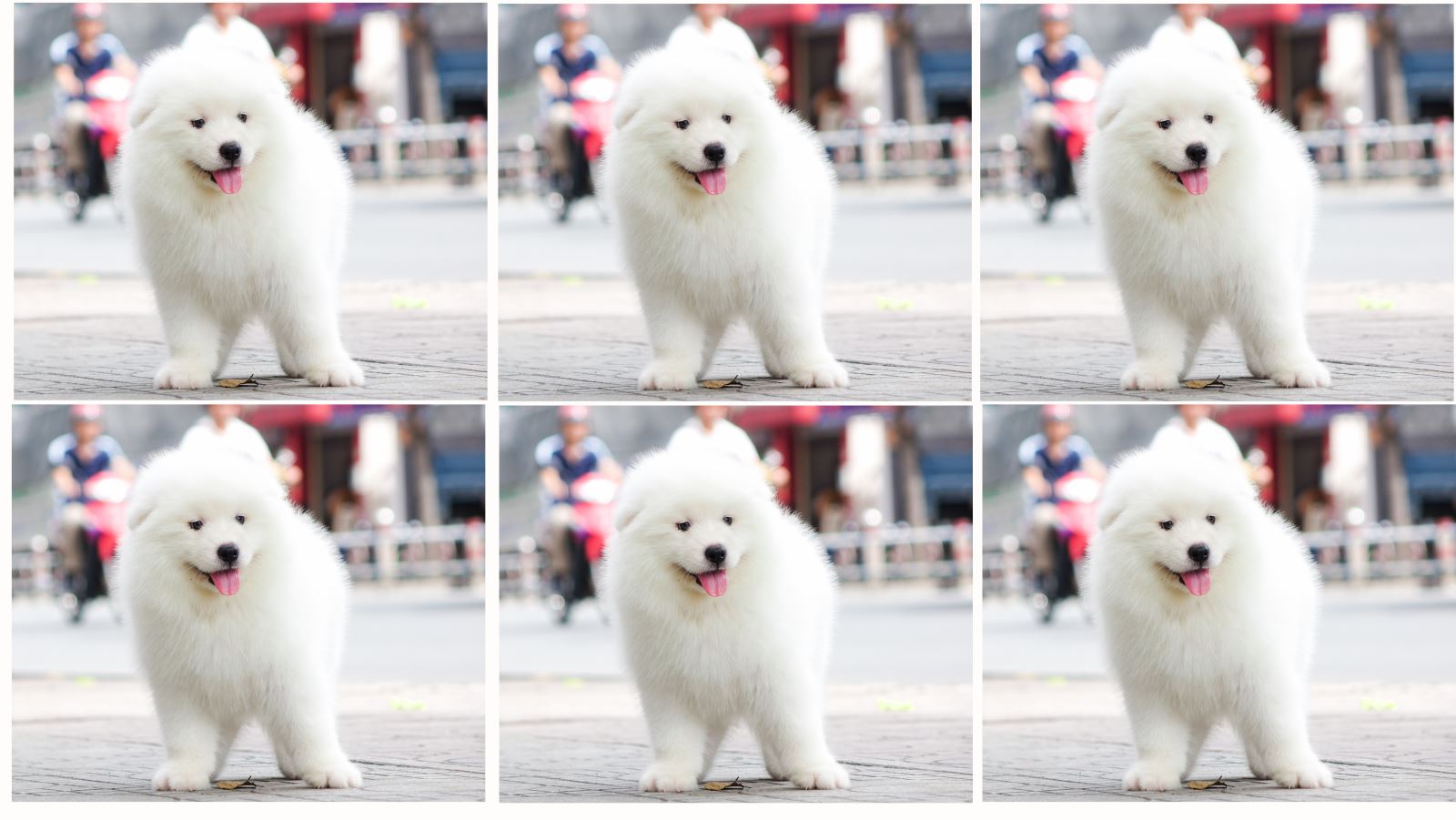 Mua chó samoyed con ở đâu uy tín TPHCM – Giá bao nhiêu?