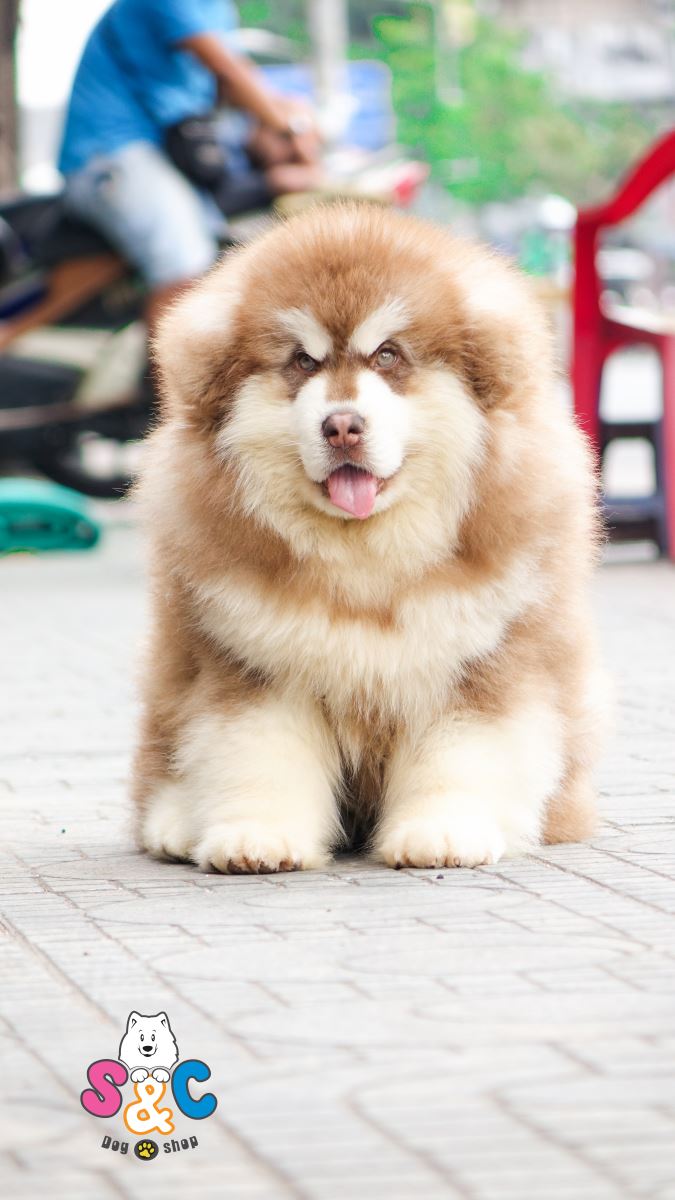 nắm-bắt-tâm-lý-chó-phốc-chó-alaska