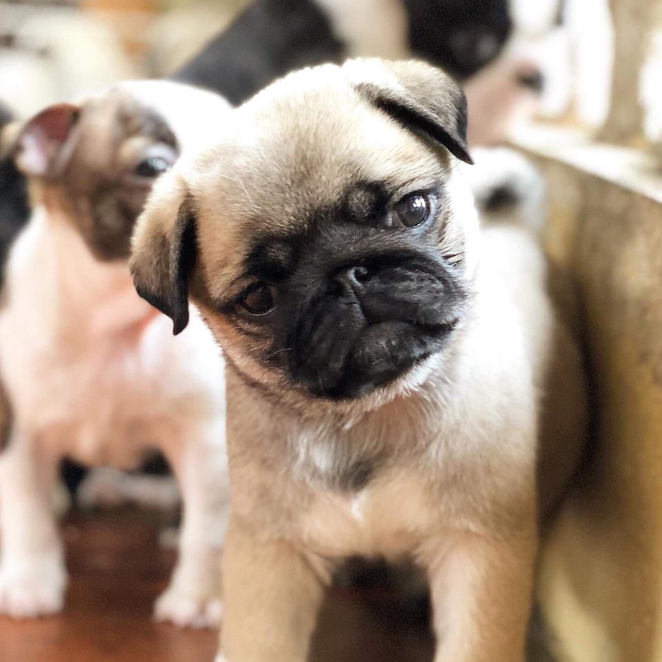 Những loài chó cảnh dễ nuôi 