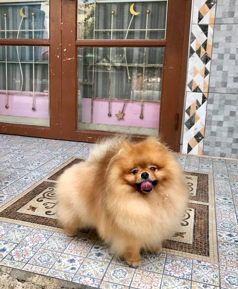 Những loài chó cảnh dễ nuôi