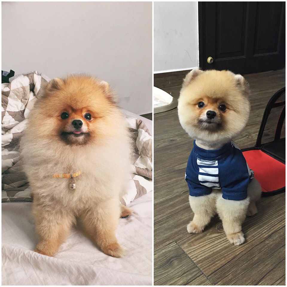 Những lưu ý khi nuôi chó phốc sóc