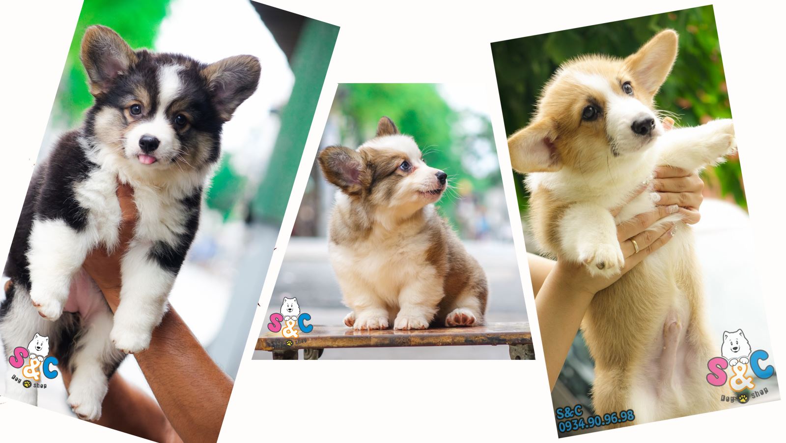 Ở đâu bán chó Corgi thuần chủng?