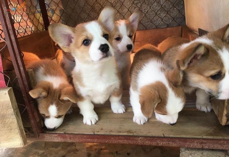 phòng bệnh cho chó corgi