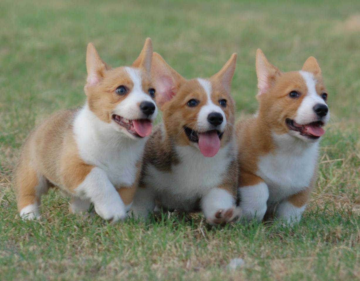 Phòng bệnh cho chó corgi
