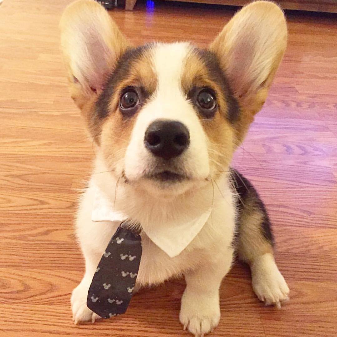 Phòng bệnh cho chó corgi