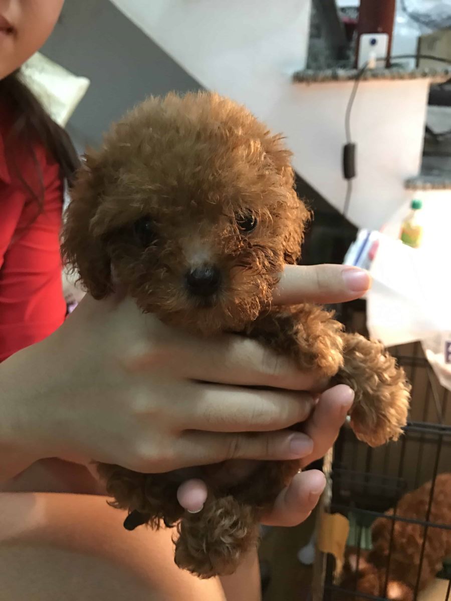 Hướng dẫn cách chăm sóc chó Poodle con khỏe mạnh, mau lớn