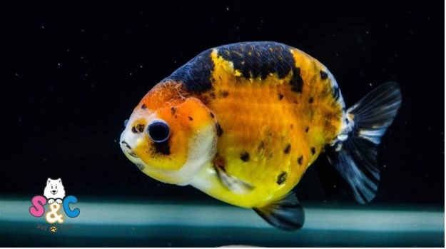 Sự thật bất ngờ về loài cá Ranchu khủng