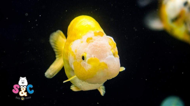 Sự thật bất ngờ về loài cá Ranchu khủng