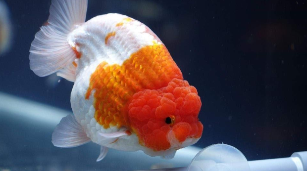 Sự thật bất ngờ về loài cá Ranchu khủng
