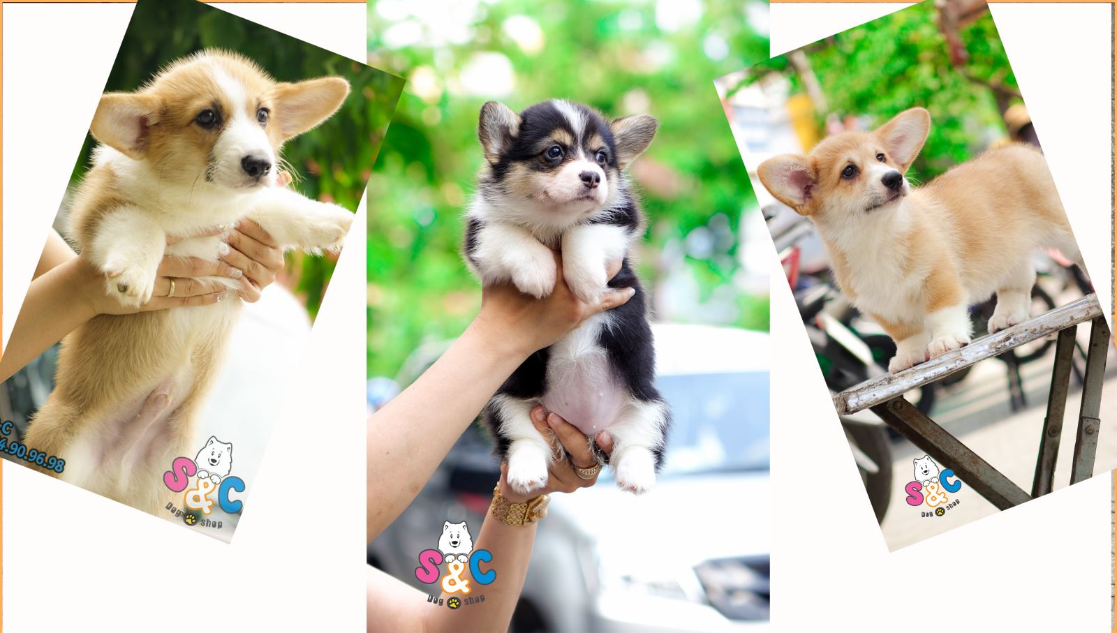 Hướng dẫn cách tắm chó corgi và chế độ ăn cho giống này