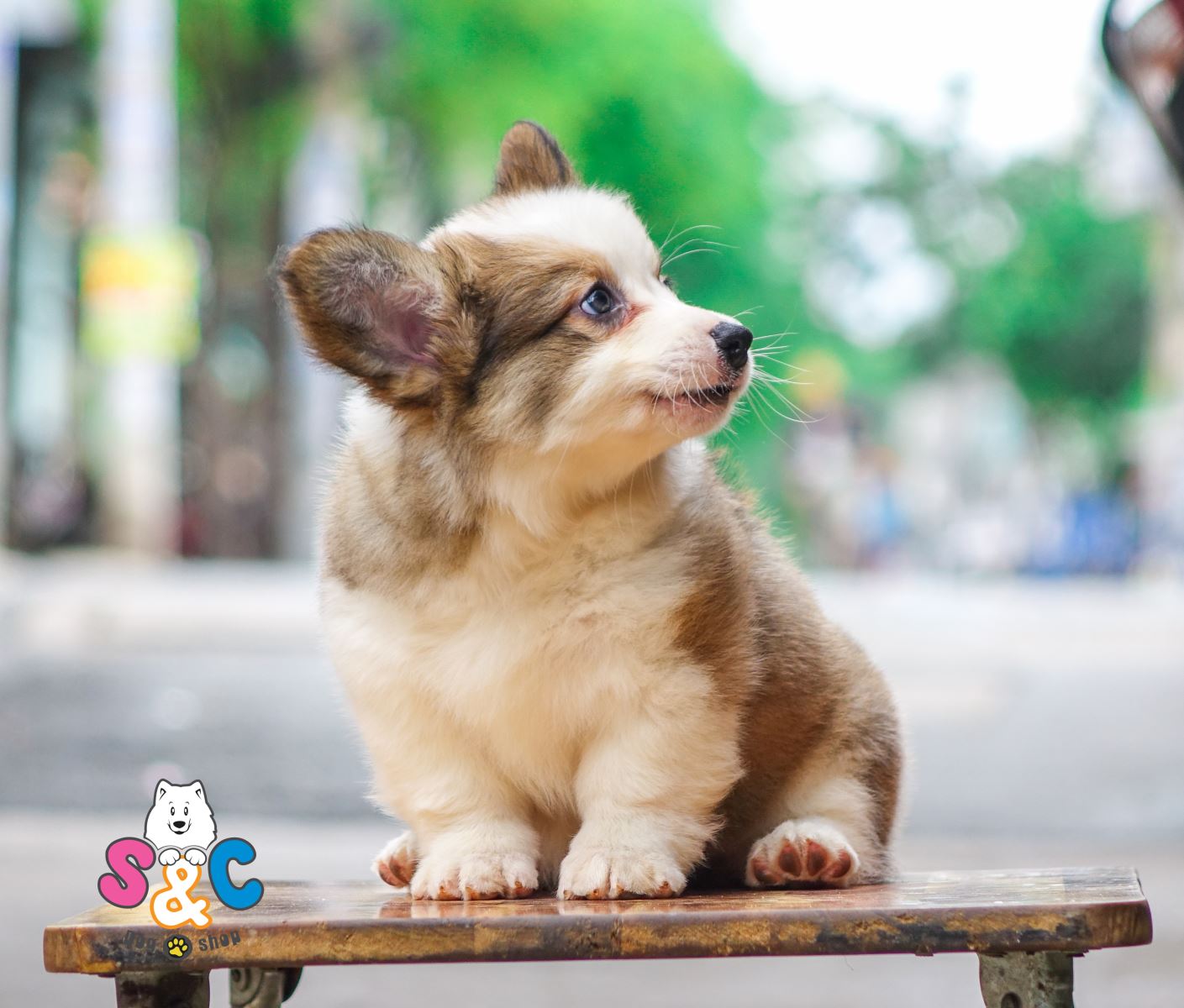 Hướng dẫn cách tắm chó corgi và chế độ ăn cho giống này
