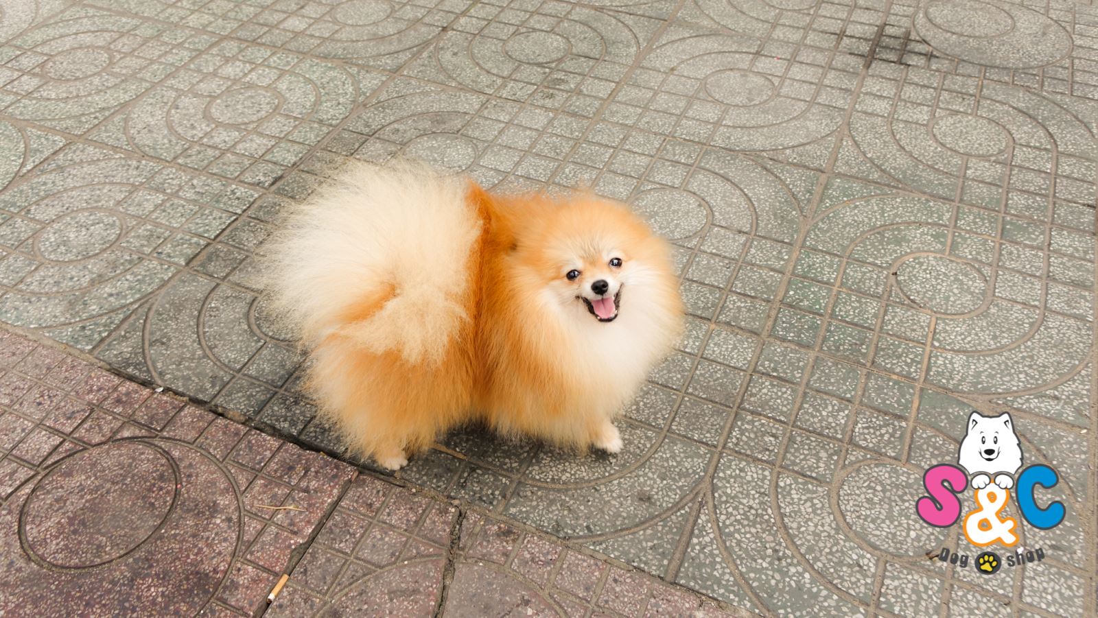 chó-phốc-sóc