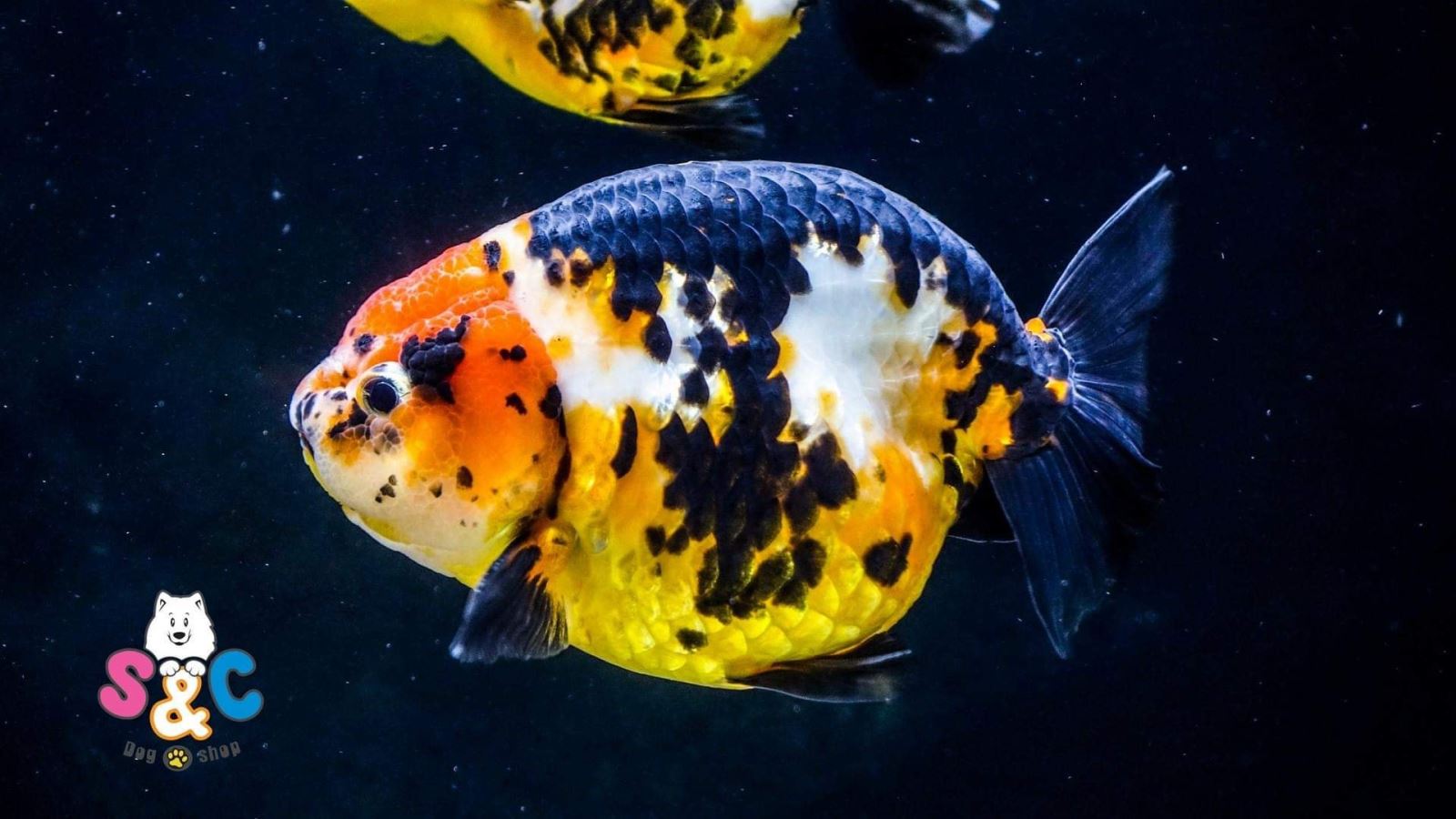 Các loại thức ăn cho cá Ranchu