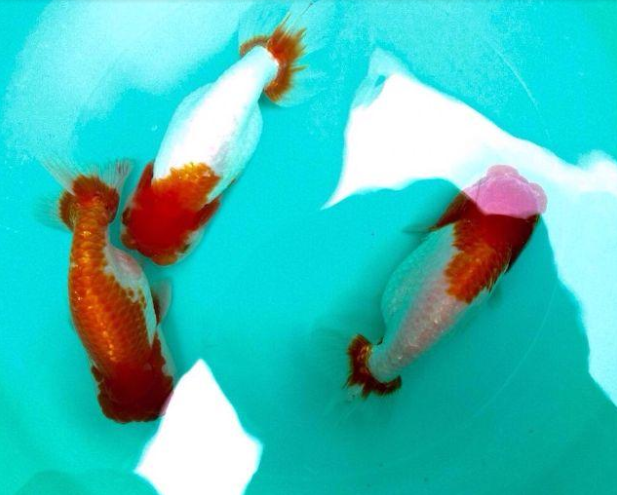Kết quả hình ảnh cho cá ranchu