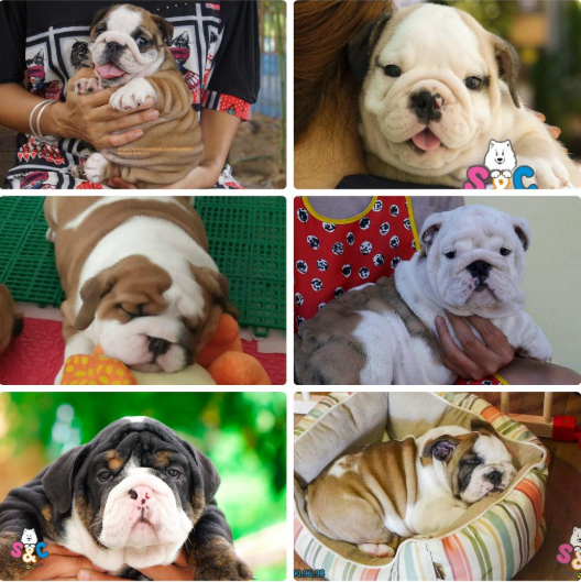 Tìm mua chó bull pháp chuẩn