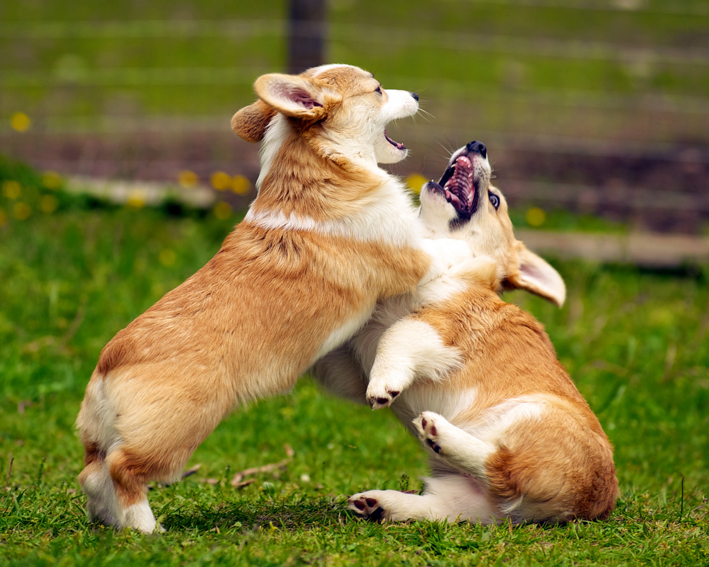 Tính cách của chó Corgi