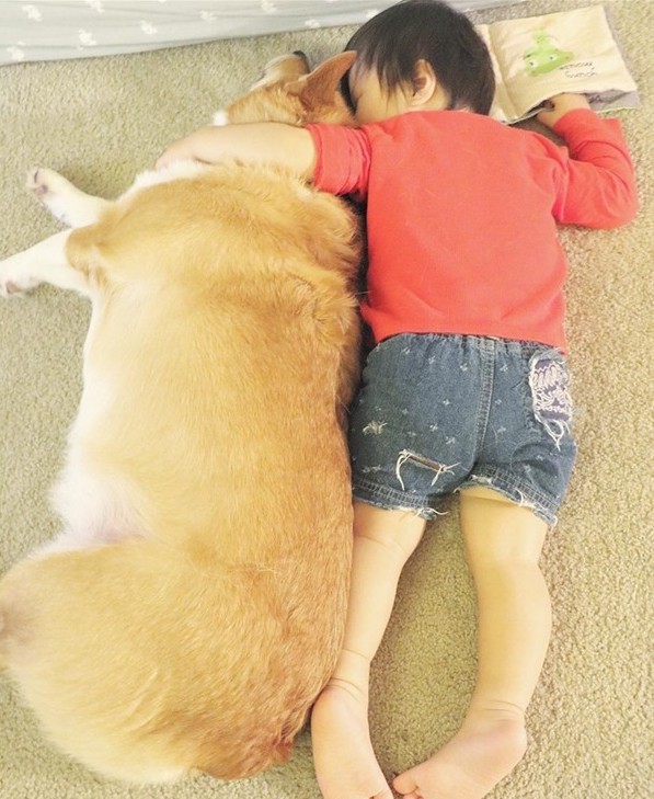 Tính cách của chó Corgi