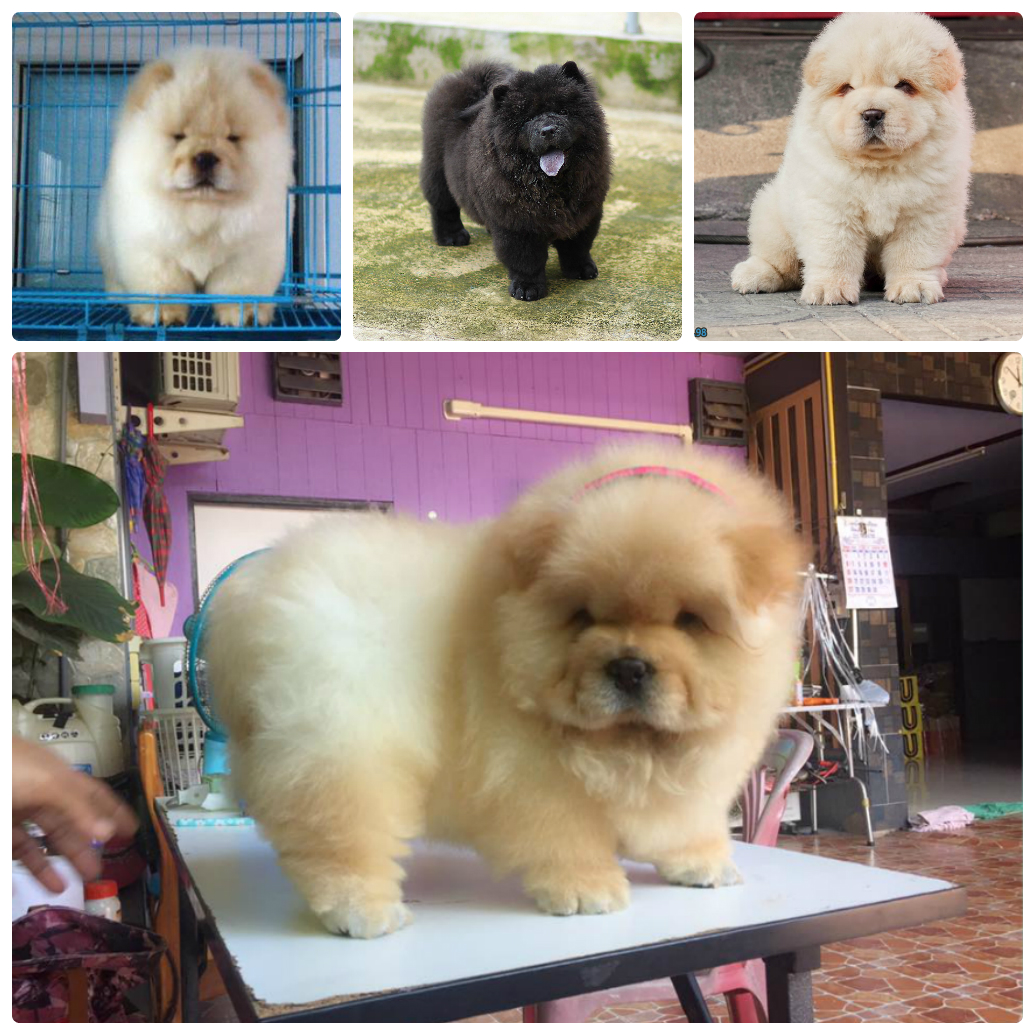 Top 6 giống chó thông minh và trung thành nhất thế giới