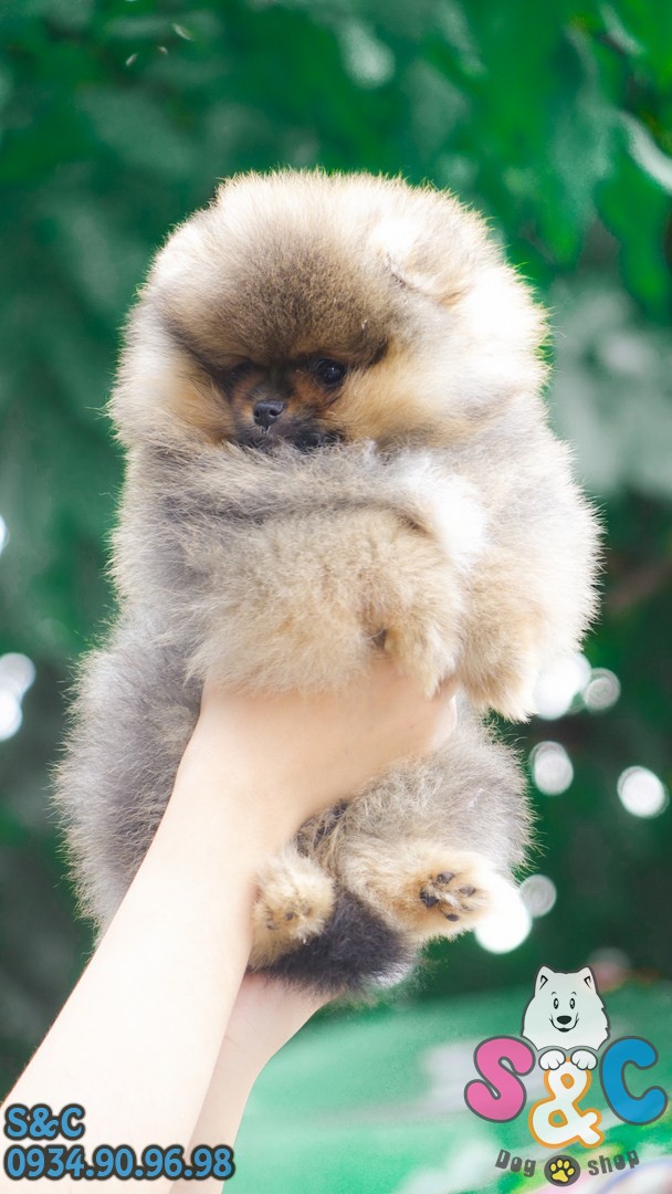 triệt-sản-chó-alaska-và-chó-phốc-sóc