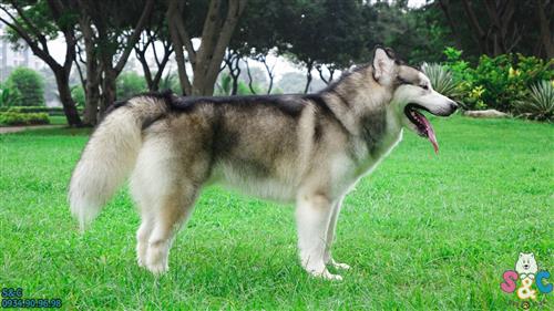 10 dấu hiệu nhận biết bệnh ung thư xương sắp phát triển trên chú chó Alaska