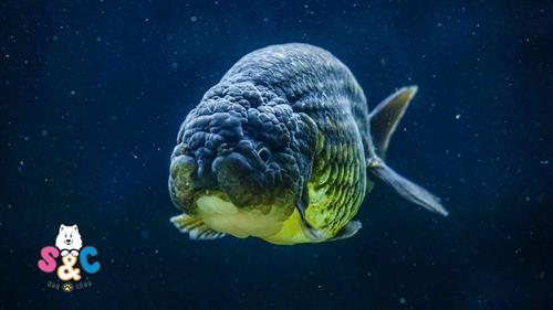 3 lưu ý để cá Ranchu đen giữ màu – trổ dáng