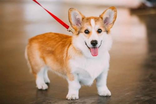 5 Dấu hiệu chứng minh bạn đang mua chó corgi ở nơi uy tín