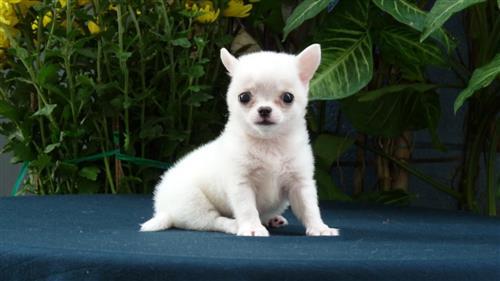 5 giống chó mini đẹp thích hợp cho không gian nhỏ