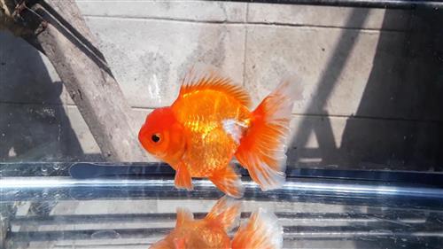 Bán Cá Oranda Thái Lan Cute Body