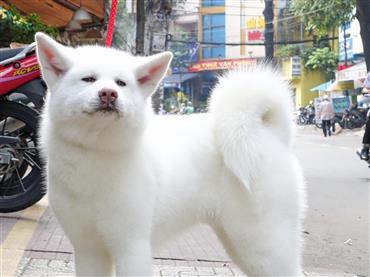 Bán Chó Akita Inu Thuần Chủng Số 1 - HCM - Toàn Quốc