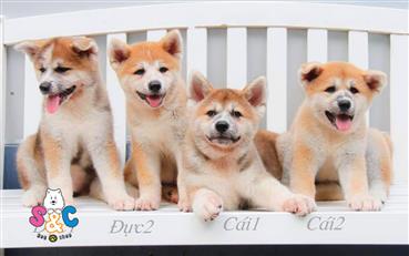 Bán Chó Akita Inu Thuần Chủng Số 2 - HCM - Toàn Quốc