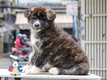 Bán Chó Akita Inu Thuần Chủng Số 3 - HCM - Toàn Quốc