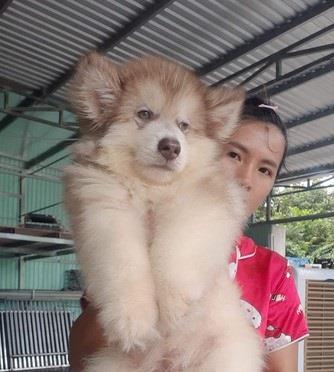 Bán Chó Alaskan Malamute Over Size thuần Chủng Số 1 - HCM - Toàn Quốc