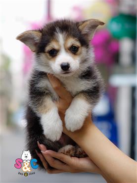 Bán Chó Cardigan Corgi thuần Chủng Số 37 - HCM - Toàn Quốc