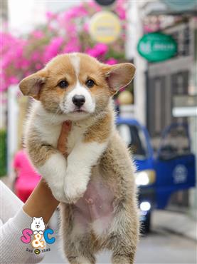 Bán Chó Cardigan Corgi thuần Chủng Số 38 - HCM - Toàn Quốc