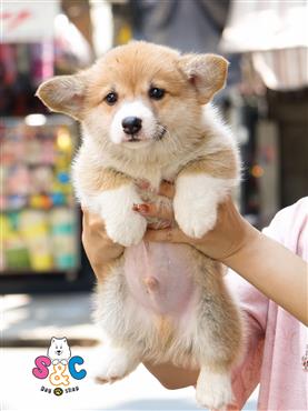 Bán Chó Cardigan Corgi thuần Chủng Số 39 - HCM - Toàn Quốc