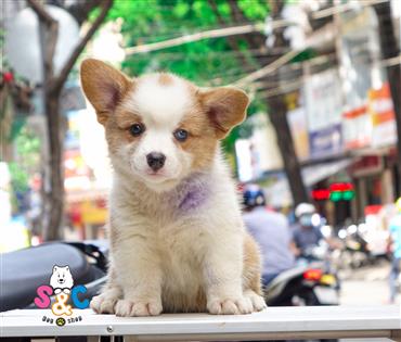 Bán Chó Cardigan Corgi thuần Chủng Số 40 - HCM - Toàn Quốc