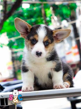 Bán Chó Cardigan Corgi thuần Chủng Số 41 - HCM - Toàn Quốc