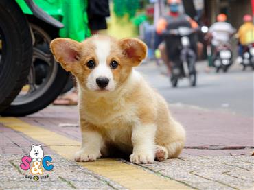 Bán Chó Cardigan Corgi thuần Chủng Số 42 - HCM - Toàn Quốc