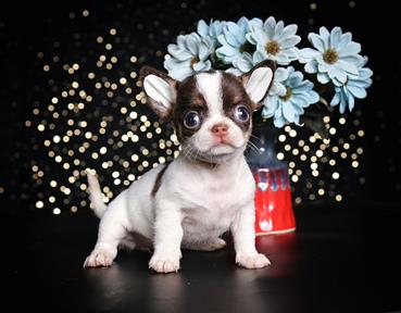 Bán Chó Chihuahua thuần Chủng Số 2 - HCM - Toàn Quốc