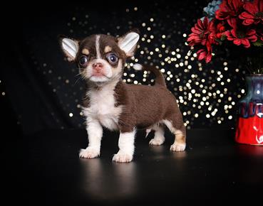 Bán Chó Chihuahua thuần Chủng Số 3 - HCM - Toàn Quốc