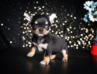 Bán Chó Chihuahua thuần Chủng Số 4 - HCM - Toàn Quốc