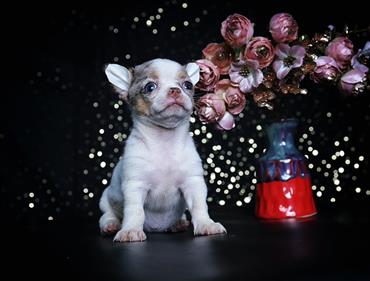 Bán Chó Chihuahua thuần Chủng Số 5 - HCM - Toàn Quốc