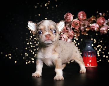 Bán Chó Chihuahua thuần Chủng Số 6 - HCM - Toàn Quốc