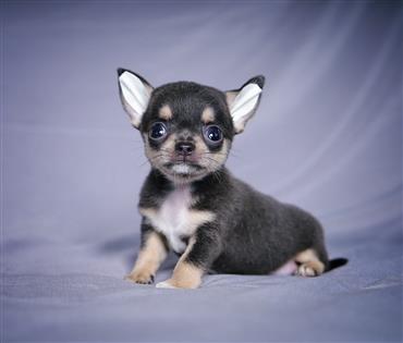 Bán Chó Chihuahua thuần Chủng Số 7 - HCM - Toàn Quốc
