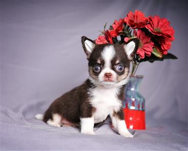 Bán Chó Chihuahua thuần Chủng Số 8 - HCM - Toàn Quốc