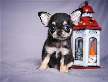 Bán Chó Chihuahua thuần Chủng Số 9 - HCM - Toàn Quốc