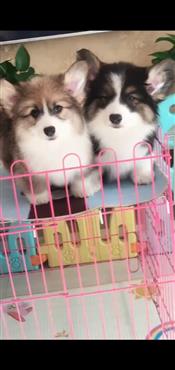 Bán Chó Pembroke Corgi Thuần Chủng Số 1 - HCM - Toàn Quốc