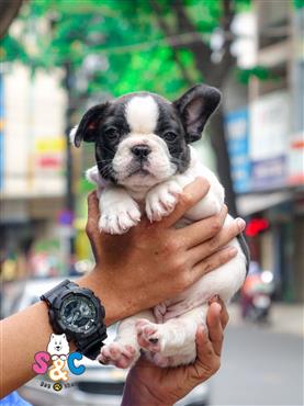 Bán Chó French Bull Dog Thuần Chủng Số 1 - HCM - Toàn Quốc