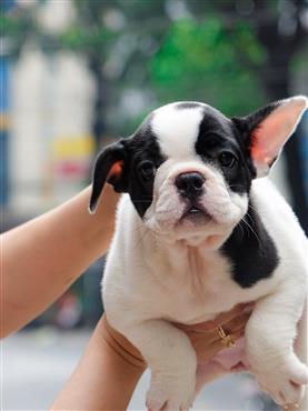 Bán Chó French Bull Dog Thuần Chủng Số 10 - HCM - Toàn Quốc